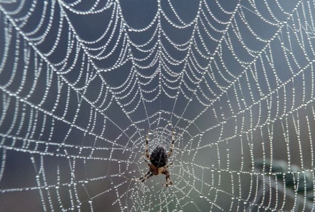 how-does-a-spider-make-its-web